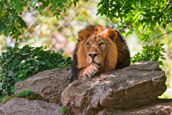 Un leone regale riposa all ombra degli alberi
