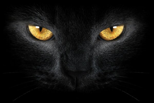 Black cat with yellow eyes