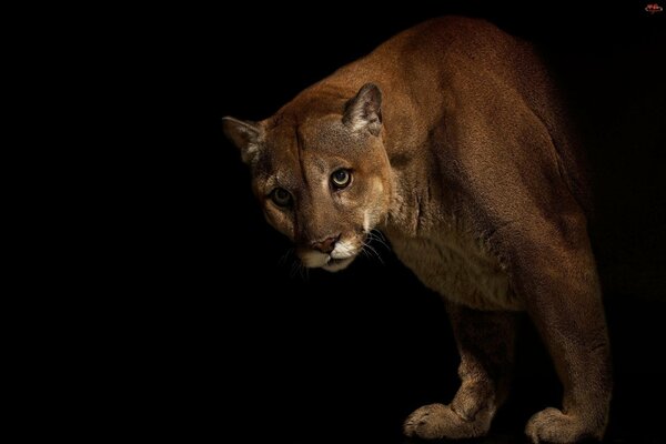 Puma sobre fondo negro