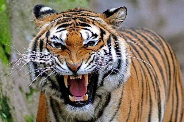 La tigre arrabbiata mostra il suo sorriso