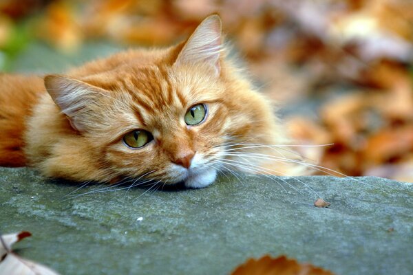 Der herbstliche Look einer roten Katze