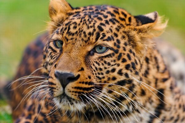 Predatore leopardo baffuto si trova