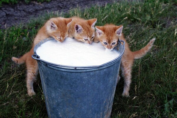 Three ginger kittens drink milk from a bucket