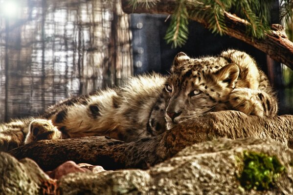 Leopardo delle nevi giace su una roccia