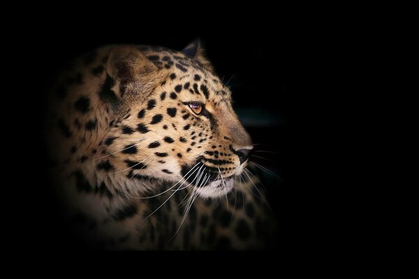 Leopard looks to the side on a black background