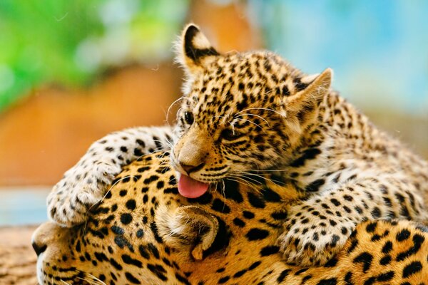 Mamma leopardo e il suo bambino giocare