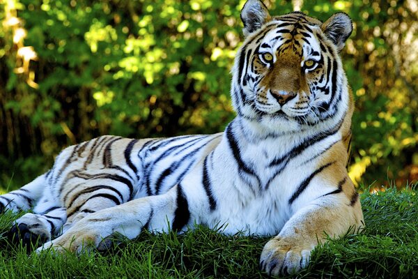 Tigre prédateur se trouve sur l herbe verte