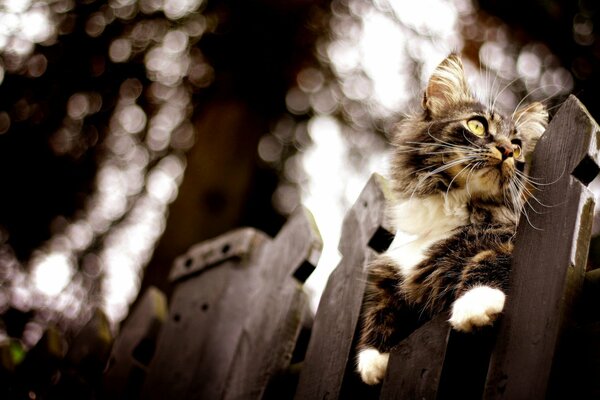 Fluffy cat sitting on the fence