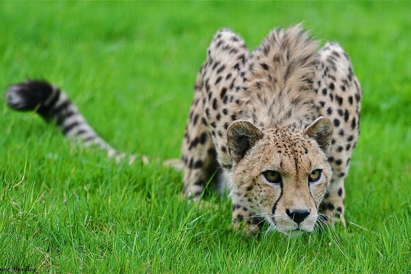 Guépard se préparer à une attaque sur la proie