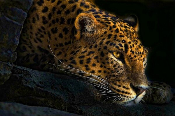 El gato leopardo Mira hacia la derecha y hacia abajo