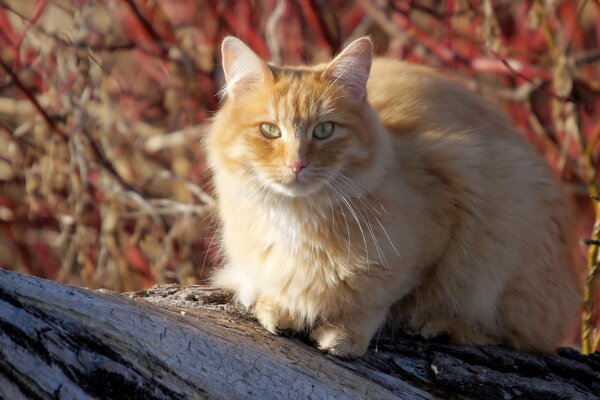 Gatto in estate seduto su un albero