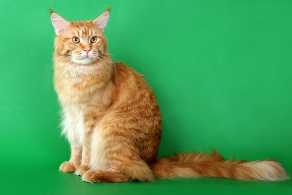 Gatto rosso Maine Coon