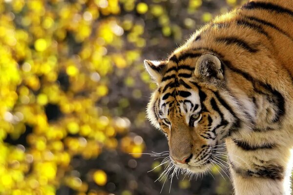 Tigre rayado, en el hocico del bigote, de pie y mirando