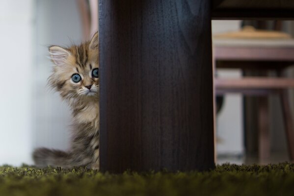 Vista de piso de mesa de gato