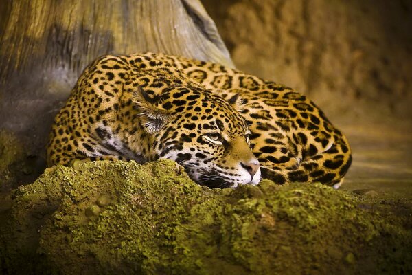 Jaguar ruht auf einem grünen Stein