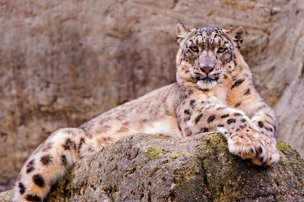 Leopardo de las Nieves en la piedra