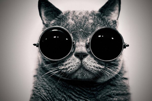 Portret kota w okrągłych okularach