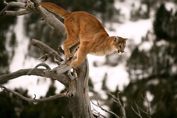 Raubtier Puma springt vom Baum