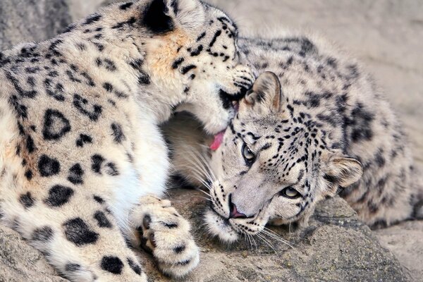 A pair of snow leopards. Tenderness in the wild