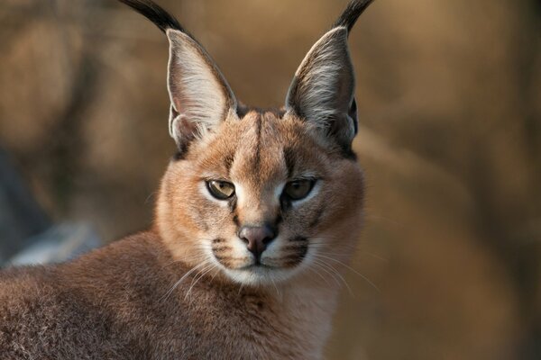 Caracal with tassels on his ears looks