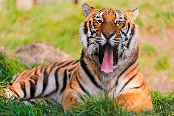 Wielki Tygrys leży i ziewa