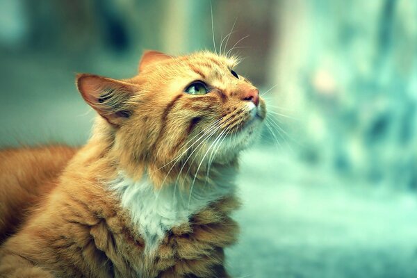 El gato rojo Mira preguntando