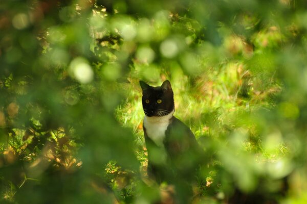 Die schwarz-weiße Katze ist vorsichtig hinter einem Busch eingefroren