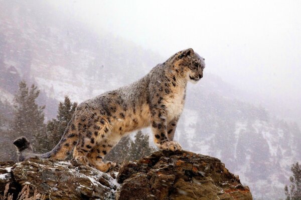 Ein verschneiter Leopard schaut vom Berg