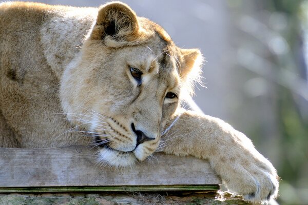 Sad lioness looks down