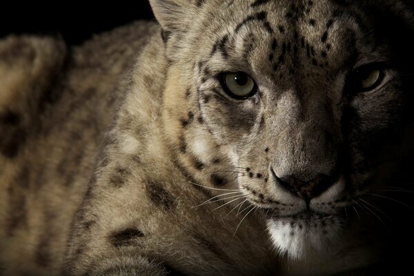 Leopardo de las Nieves mirando a la cámara