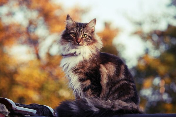 Tricolor cat looks into the soul