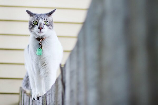 Die Katze im Halsband geht über den Zaun