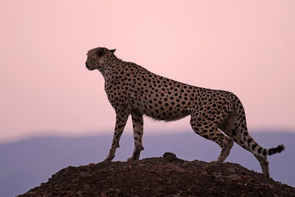 Гепард на закате высматривает добычу