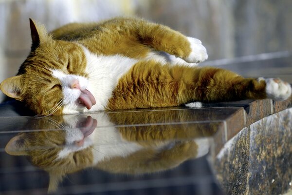 The cat stretched out impressively and shows his tongue