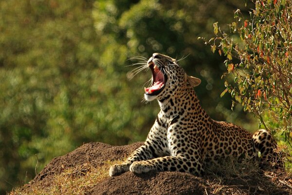 Leopard yawns basking in the sun