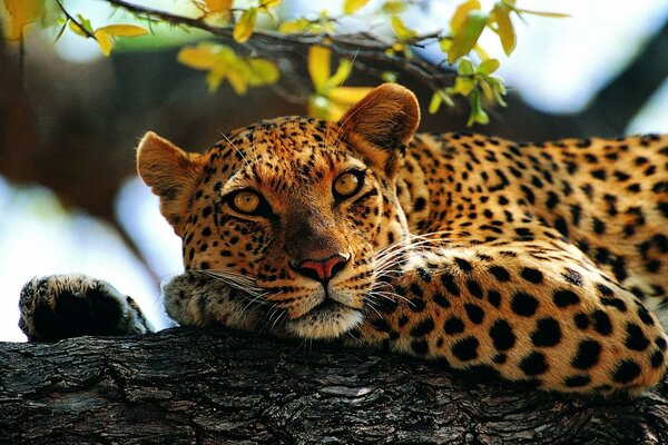 Ein Leopard liegt und ruht auf einem Baum