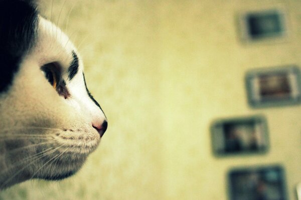 Der Blick einer Katze. Schwarz-weiße Nase
