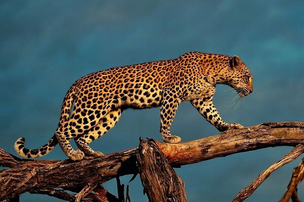 Photo sur fond d écran: léopard sur l arbre