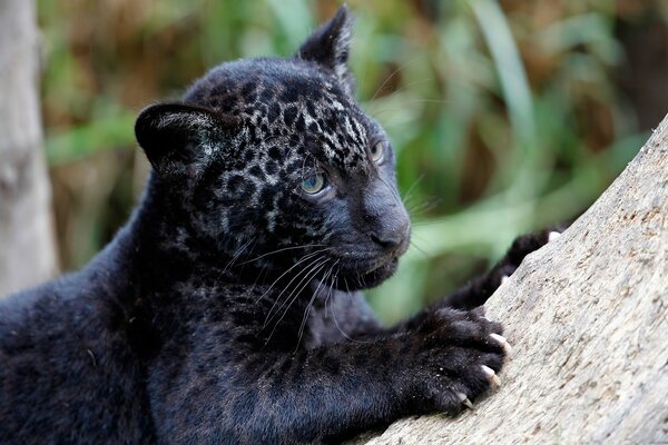 Raubkatze Jaguar Kätzchen