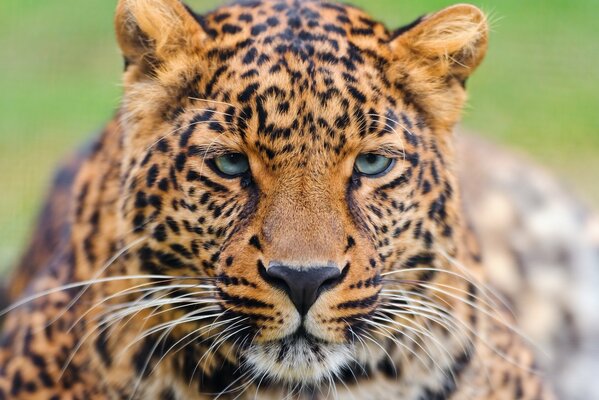 Leopardo gato manchado, mirada depredadora