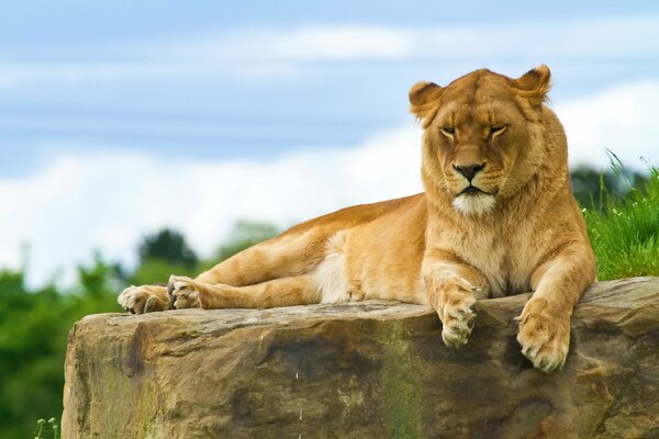 El León descansa en la naturaleza