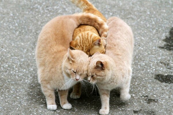 Tenderness and love of three red cats