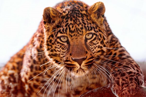 Un bel leopardo si avvicina di soppiatto alla preda