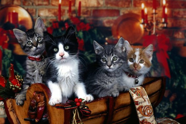 Four cats on the background of a New Year s interior