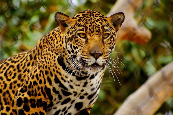 Gefährlicher Blick des gefleckten Jaguar