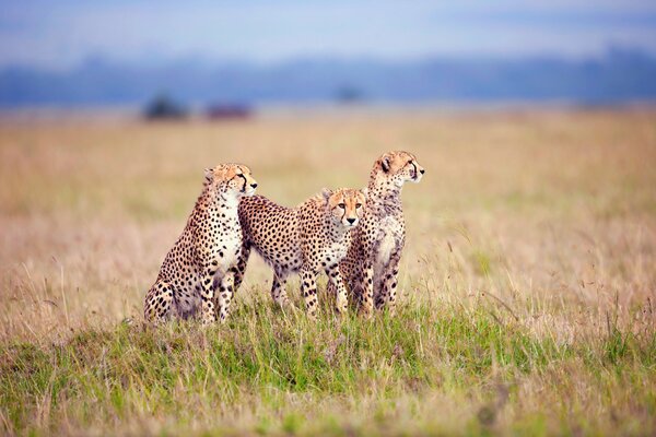 La famiglia leopardo incontra utror