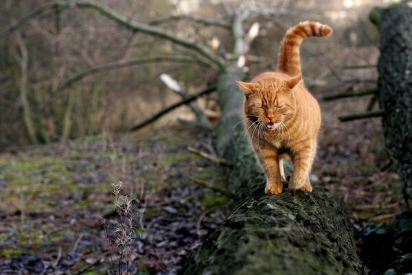 A red cat on a tree yawns