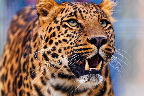 Ein Leopard, der mit intelligenten Augen nach oben schaut