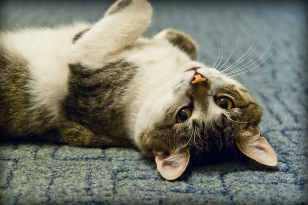 Eine zufriedene Katze liegt auf dem Boden