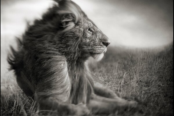 Photo of a lion in b/w effect